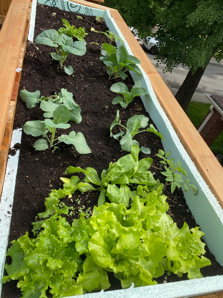 Rooftop veggie garden box